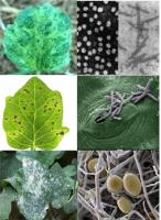 plant pathogens antibodies image 1